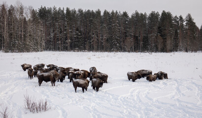 Bison in the wild in winter. Wild animals in the reserve .
