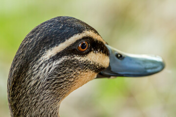 Close up head of Pacific Black Duck