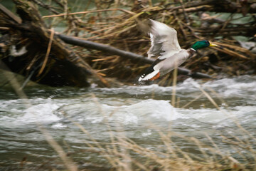 Enten Jagd