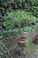 lush vegetation with plants