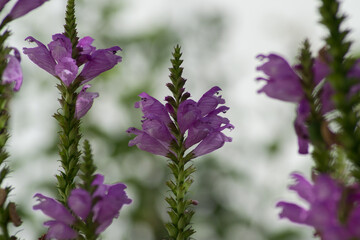Obraz premium Physostegia virginiana, Obedient Plant with small pink flowers and buds and green leaves, macro of Amazing Dainty or False Dragonhead, selective focus, natural background