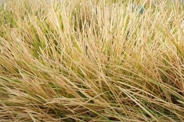 dry grass