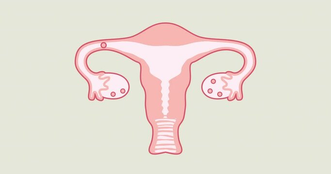 Educational video on how ovulation and menstruation occur in the female body. The reproductive system in women. Uterus, vagina, vagina, eggs, ovaries are drawn with the correct anatomical shape
