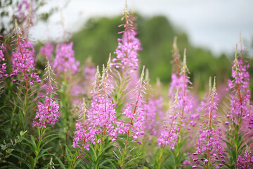 Wild flower. Little flowers on a green meadow.