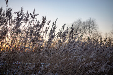 Reed Flowers in Winter White and yellow reeds flowers, blooming reeds in winter. Reeds and reeds for the background, yellow reeds flowers, 