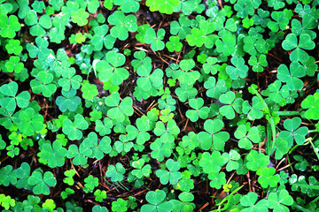 Background from plant clover four leaf. Irish traditional symbol. St.Patrick 's Day.
