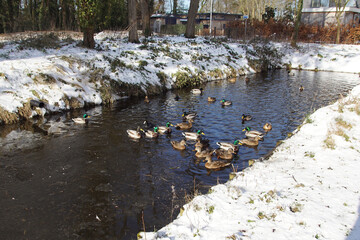Mallards and common coot in winter in an ice-free part of a ditch with ice in the Dutch village of Bergen. Netherlands, February