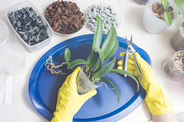 Transplanting and caring for orchids cattleya at home, pruning the roots of orchids, foam glass grow plant bark of coniferous plants moss filler pots for orchids, tools for transplanting.