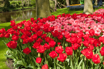Obraz premium Group of red tulips in the park. Spring landscape.