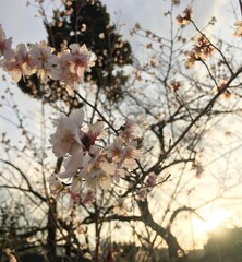 Cherry Blossom during Japan's winter