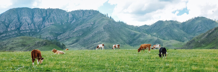 Fototapeta na wymiar Panorama of grazing cows in the mountains in the meadows, beautiful landscape of the pasture