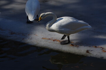 厳しい寒さを避けて越冬で飛来地へと渡ってきた、美しい白い羽毛のオオハクチョウ