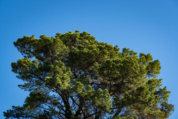 Italian Stone pine (Pinus pinea), pine umbrella or parasol against blue winter sky. Italian cedar...