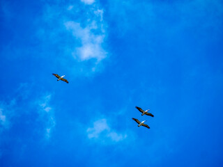  Three Pelicans In Flight