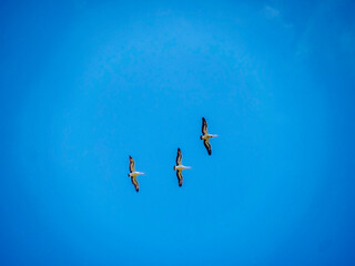 Three Pelicans Wings Spread
