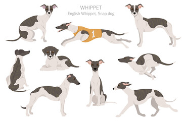 Whippet clipart. Different poses, coat colors set. - obrazy, fototapety, plakaty