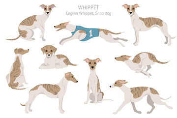 Whippet clipart. Different poses, coat colors set. - obrazy, fototapety, plakaty