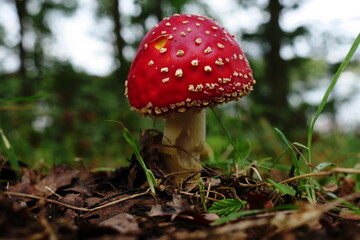 Poisonous inedible toadstool, far and wide  conspicuous red, white spotted hat , it is spherical or hemispherical closed, often convexly curved, middle of the hat is in focus, others is out of focus