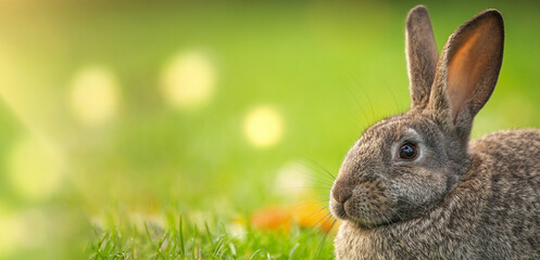 Easter gray rabbit on the green grass.