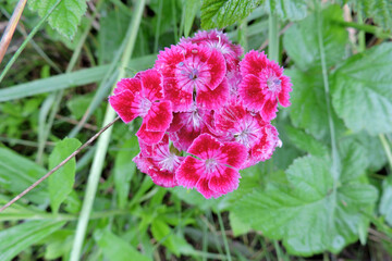 Pink sweet William carnation flowers in close-up, green leaves in the background