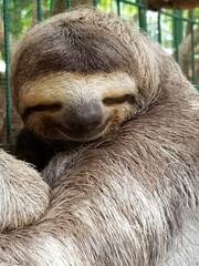Smiling sloth 