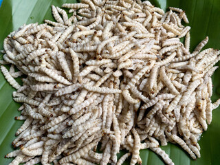 Fototapeta premium Fresh bamboo worms ready to eat on banana leave