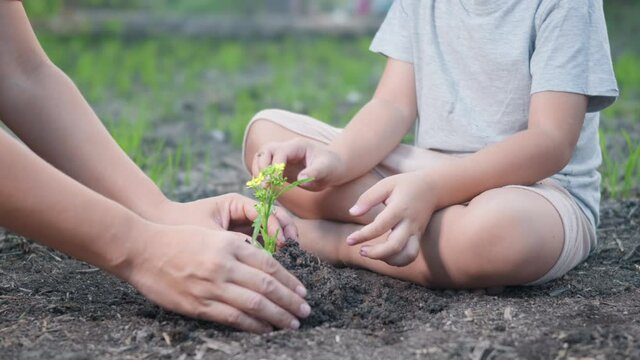 Little kid hand and parent planting growing tree in soil on garden together. Child and mother plant young tree by hand in the morning. Forestry environments Earth Day and New Life concept. slow motion