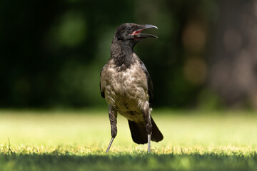 Hooded crow (Corvus cornix) on a meadow in a city park