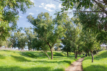 Walking path between eucalyptus trees. Israel © Emma