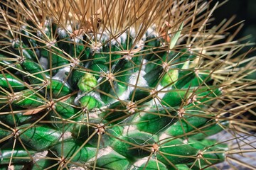 Obraz premium Texture-desert-plant