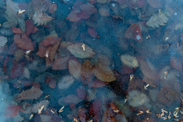 Fototapeta na wymiar leefs on frozen lake wather