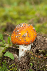 amanita muscaria poisonous mushroom in the grass. Fly Agaric Fungi on Forest floor. Toxic mushroom. 