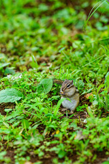 Lovely chipmunks in the woods