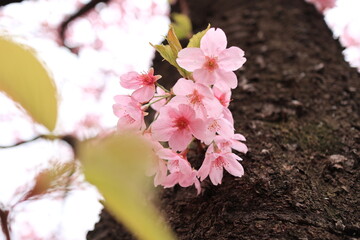 木の幹に咲くさくら