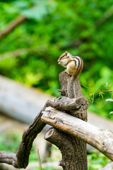Lovely chipmunks in the woods