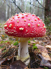 agaric, amanita, autumn, beautiful, biology, cap, closeup, colorful, danger, dangerous, drug, fly, fly agaric, forest, fungi, fungus, grass, green, leaf, macro, muscaria, mushroom, mushrooms, natural,