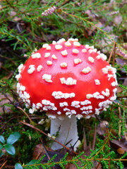 agaric, amanita, autumn, beautiful, biology, cap, closeup, colorful, danger, dangerous, drug, fly, fly agaric, forest, fungi, fungus, grass, green, leaf, macro, muscaria, mushroom, mushrooms, natural,