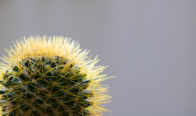 Prickly-succulent