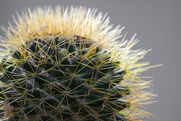 Prickly-succulent close-up