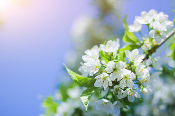 blossoming branch of a cherry. spring awakening of nature. selective focus, space for text