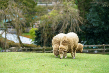 Cute sheep on the farm