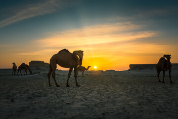 Fototapeta na wymiar Beautiful Sunset Desert Landscape with camel near Al Sarar Saudi Arabia.Selective focused background blurred.