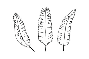 A set of banana leaves. Vector stock illustration eps10. Isolate on white background, outline. Hand drawing. 