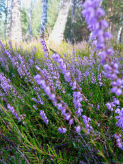 Blooming wild purple common heather (Calluna vulgaris). Nature, floral, flowers background.
