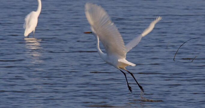 The great egret in shallow marsh