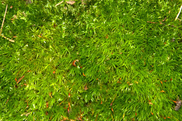 Beautiful green moss on the floor, moss closeup, macro. Beautiful background of moss for wallpaper. Moss texture, abstract background.