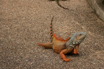 lizard