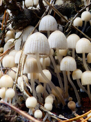 group of small toxic mushrooms in forest