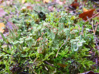 Cladonia coniocraea lichen growing in forest. nature, forest, fresh.