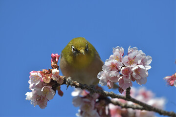 青い空とピンク色の寒桜と緑の小鳥